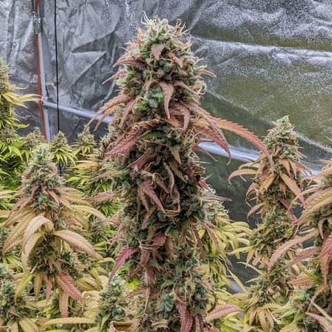 Apples and Bananas growlog timeline photo