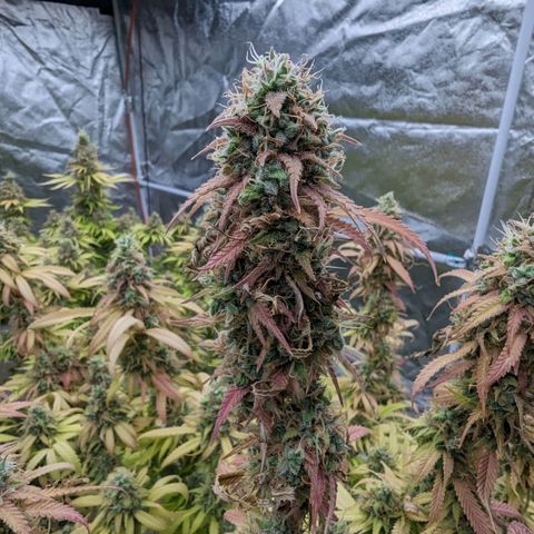 Apples and Bananas growlog timeline photo