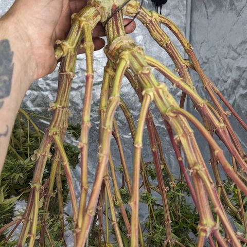 Apples and Bananas growlog timeline photo