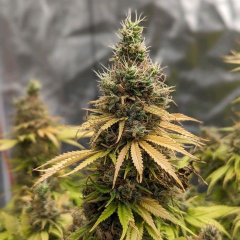 CBD Chronic growlog timeline photo