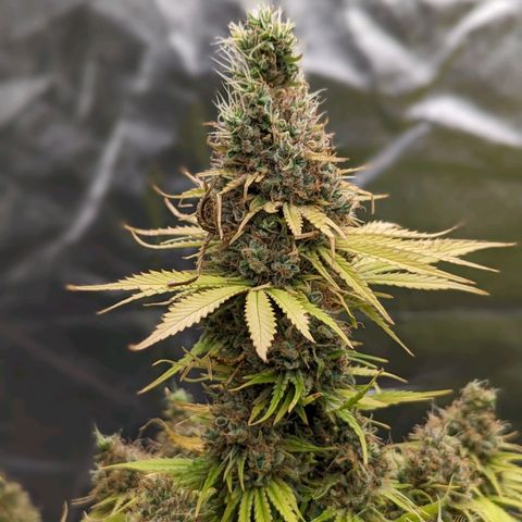 CBD Chronic growlog timeline photo