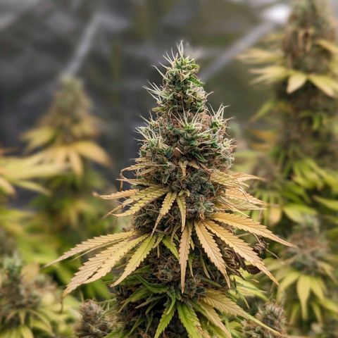 CBD Chronic growlog timeline photo