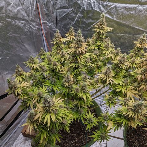 CBD Chronic growlog timeline photo