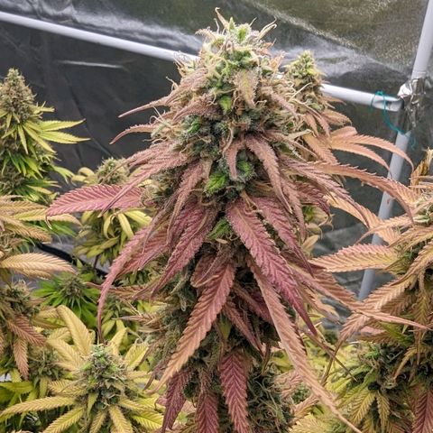 Apples and Bananas growlog timeline photo