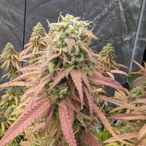 Apples and Bananas growlog timeline photo