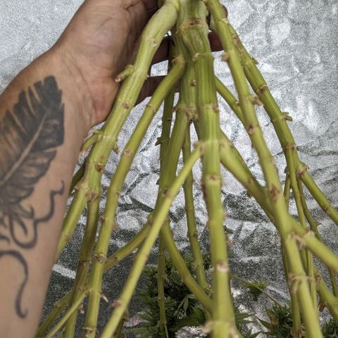 CBD Chronic growlog timeline photo