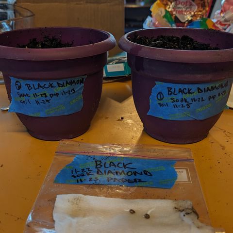 Black Diamond #1 growlog timeline photo