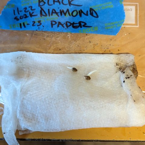 Black Diamond #2 growlog timeline photo