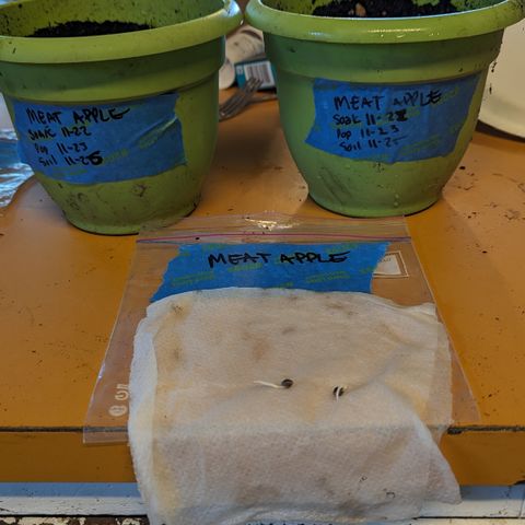Meat Apple #1 growlog timeline photo