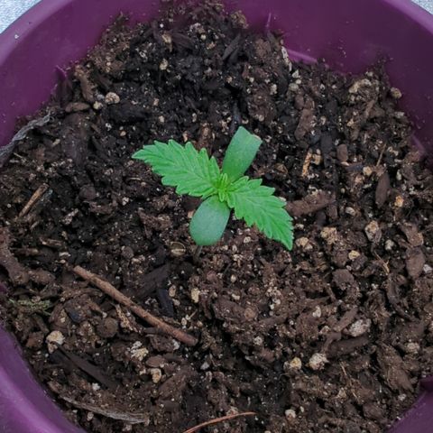 Black Diamond #2 growlog timeline photo