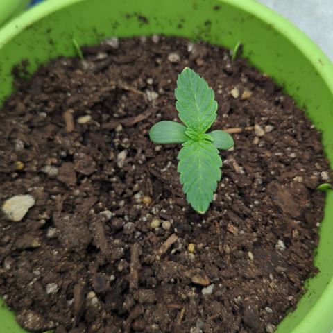 Meat Apple #1 growlog timeline photo