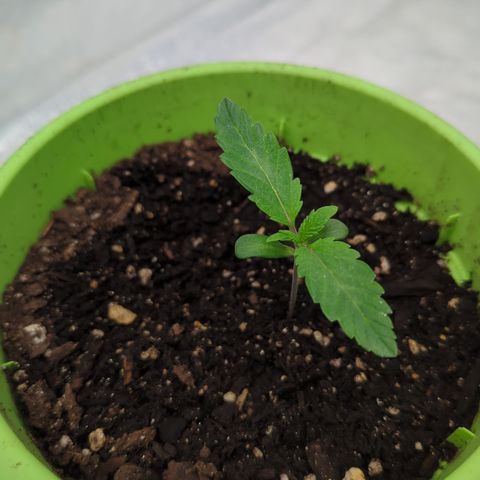 Meat Apple #2 growlog timeline photo