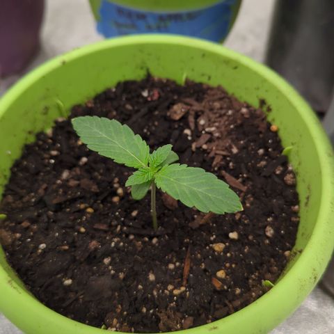 Meat Apple #1 growlog timeline photo