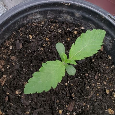 EAB #1 growlog timeline photo