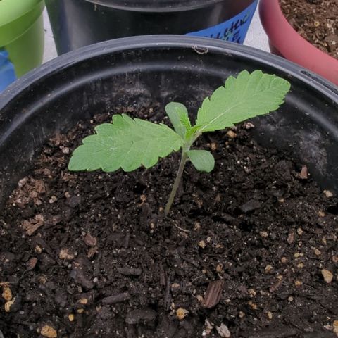 EAB #1 growlog timeline photo