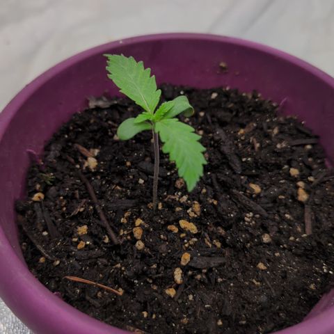 Black Diamond #2 growlog timeline photo