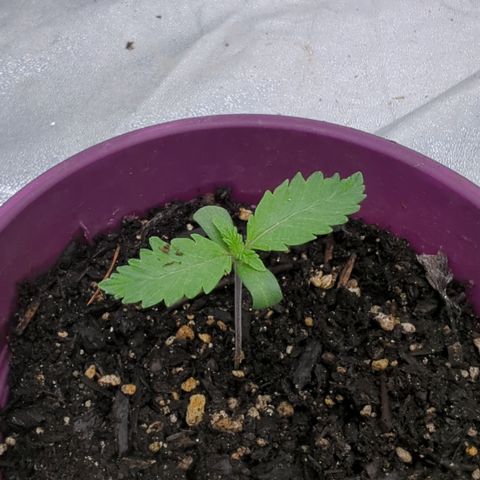 Black Diamond #2 growlog timeline photo