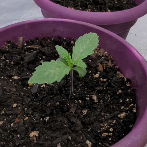 Black Diamond #1 growlog timeline photo