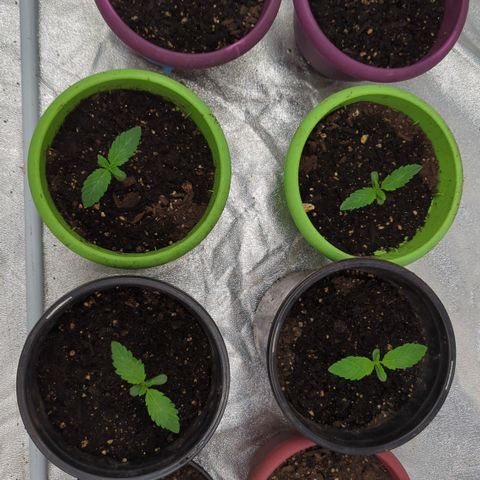 Meat Apple #1 growlog timeline photo