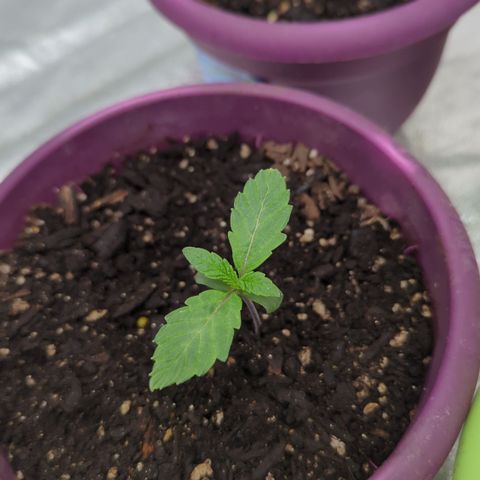 Black Diamond #1 growlog timeline photo