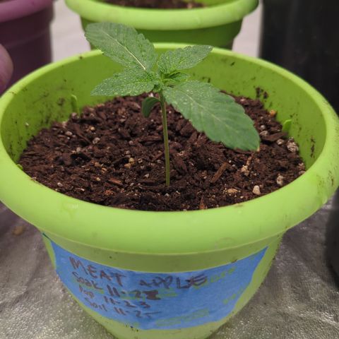 Meat Apple #2 growlog timeline photo