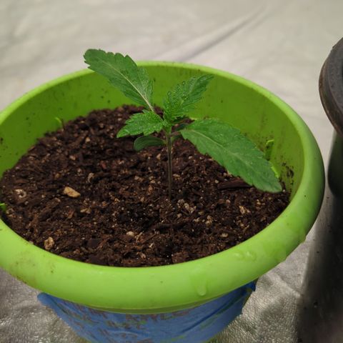 Meat Apple #1 growlog timeline photo