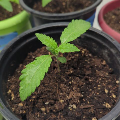 EAB #1 growlog timeline photo