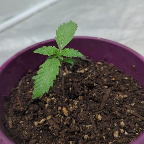 Black Diamond #2 growlog timeline photo