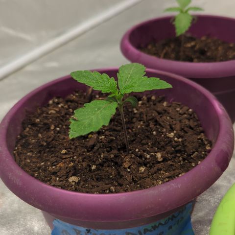 Black Diamond #1 growlog timeline photo