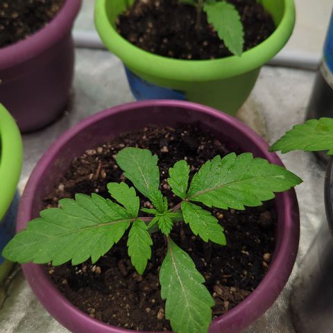 Black Diamond #1 growlog timeline photo