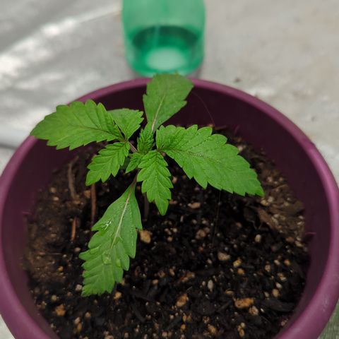Black Diamond #2 growlog timeline photo