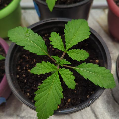 EAB #1 growlog timeline photo
