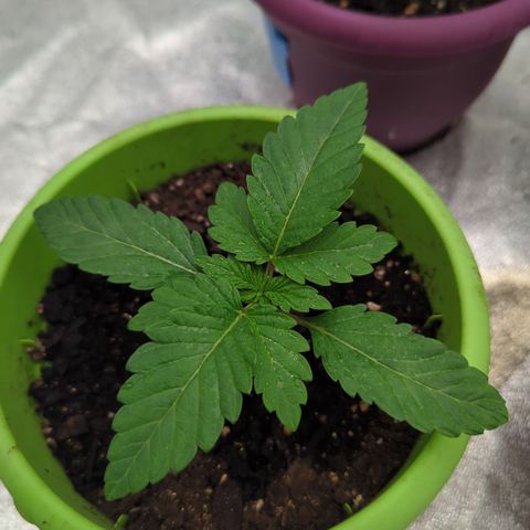 Meat Apple #1 growlog timeline photo