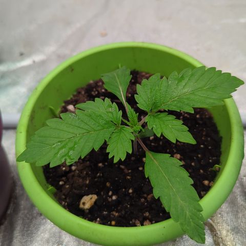 Meat Apple #2 growlog timeline photo