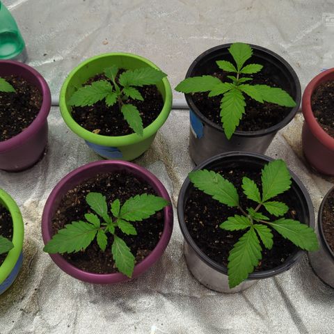 Meat Apple #1 growlog timeline photo