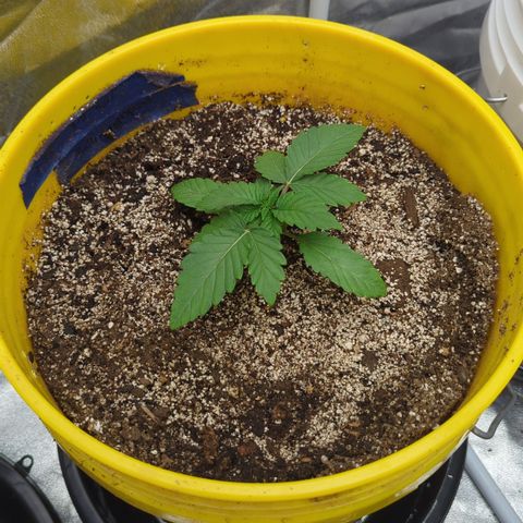 Meat Apple #1 growlog timeline photo