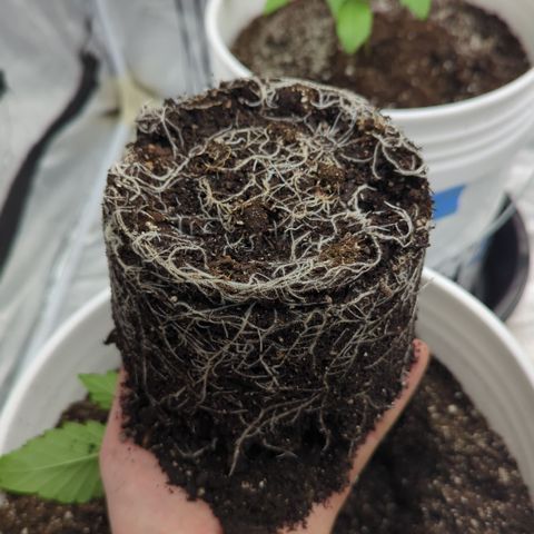EAB #1 growlog timeline photo