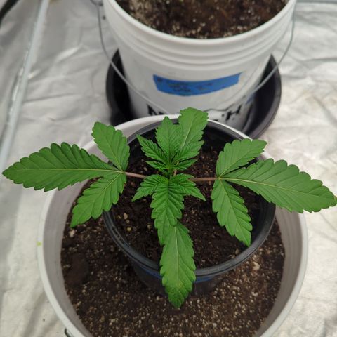 EAB #1 growlog timeline photo
