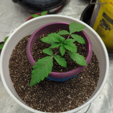 EAB #1 growlog timeline photo