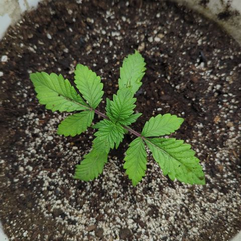 Black Diamond #2 growlog timeline photo
