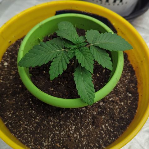 Meat Apple #1 growlog timeline photo