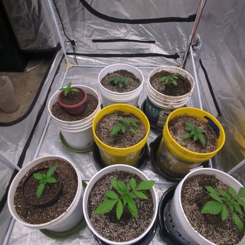 Meat Apple #1 growlog timeline photo