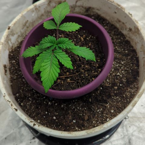 Black Diamond #2 growlog timeline photo