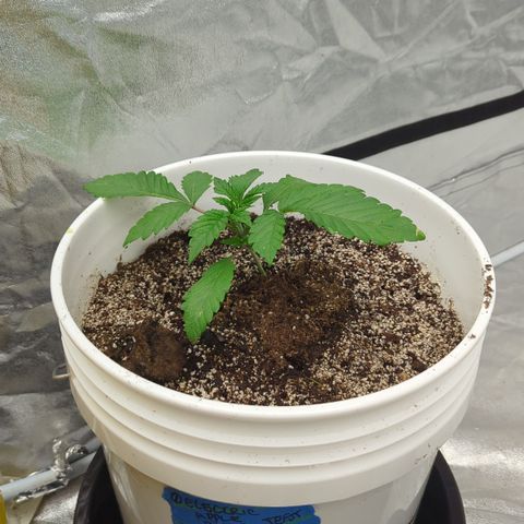 EAB #1 growlog timeline photo