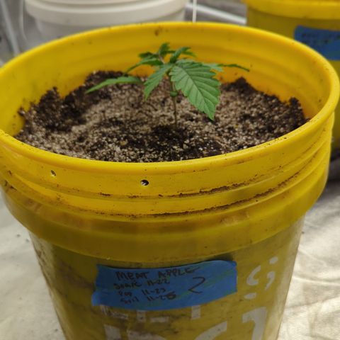 Meat Apple #2 growlog timeline photo