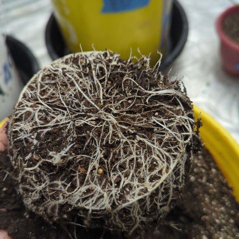 Meat Apple #2 growlog timeline photo