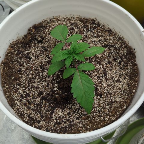 Black Diamond #1 growlog timeline photo