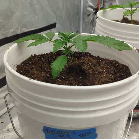 EAB #1 growlog timeline photo