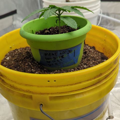 Meat Apple #1 growlog timeline photo