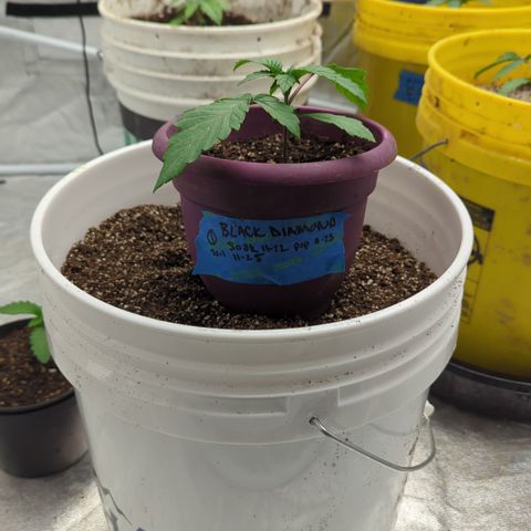 EAB #1 growlog timeline photo